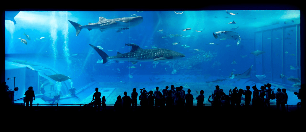 PolyShark